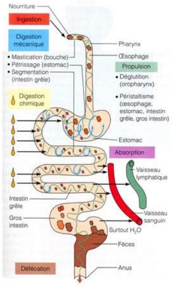 explication système digestif