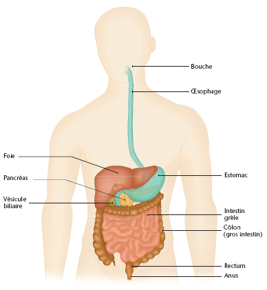 schéma système digestif